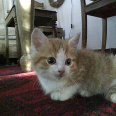 Huskat Sophus Snip (DØD)