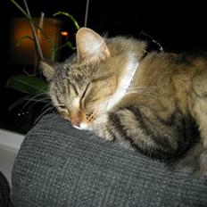 Blanding af racer Mille