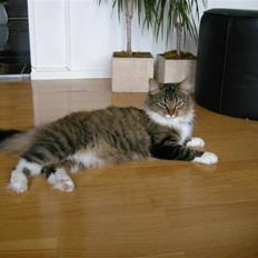 Blanding af racer Mille