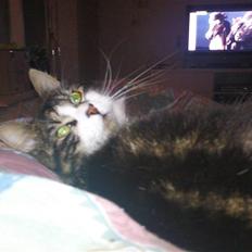 Blanding af racer Oskar