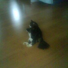 Blanding af racer Oskar