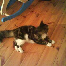 Blanding af racer Oskar