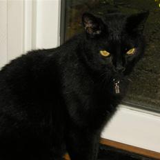 Blanding af racer Felix