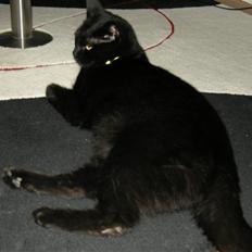 Blanding af racer Felix