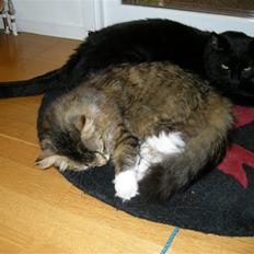 Blanding af racer Felix