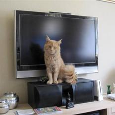 Maine Coon bastian