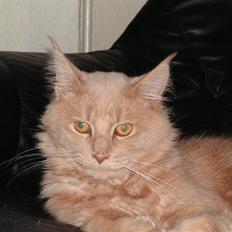 Maine Coon bastian