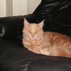 Maine Coon bastian