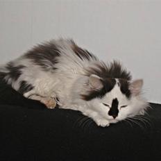 Blanding af racer Mussie (DØD)