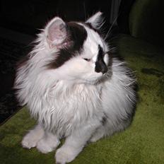 Blanding af racer Mussie (DØD)