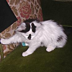 Blanding af racer Mussie (DØD)