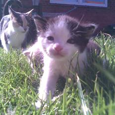 Huskat Sibylle <33 solgt