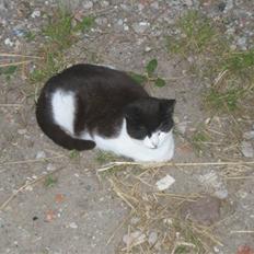 Blanding af racer Perle