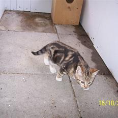 Huskat pjevs (flyttet)