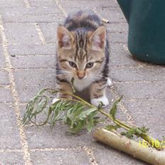 Huskat pjevs (flyttet)