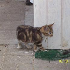 Huskat pjevs (flyttet)