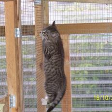 Huskat Pylle.. R.I.P.