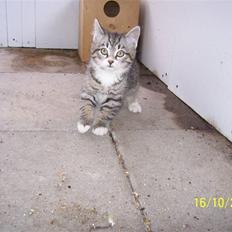 Huskat Pylle.. R.I.P.