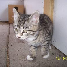 Huskat Pylle.. R.I.P.