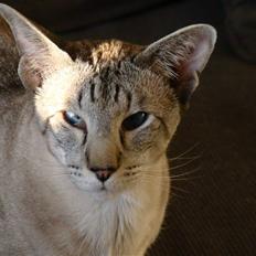 Siameser Haslunds Star Fighter