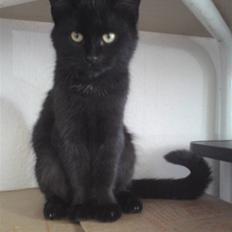 Huskat <3 <3 ...Pelle... <3 <3 