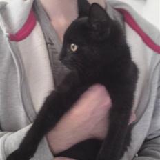 Huskat <3 <3 ...Pelle... <3 <3 