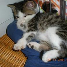 Blanding af racer Trold R.I.P