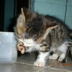 Blanding af racer Trold R.I.P