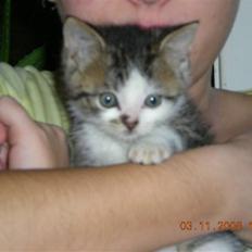 Blanding af racer Trold R.I.P