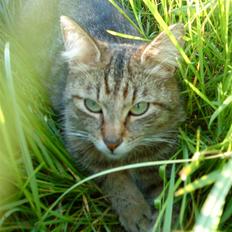 Huskat Maxi Junior R. I. P.