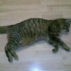 Huskat Maxi Junior R. I. P.