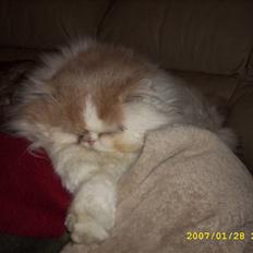 Perser Skatmans Salaso