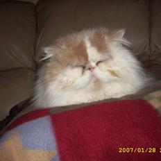 Perser Skatmans Salaso