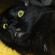 Maine Coon »Fillipa