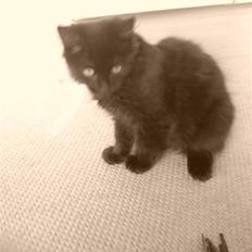 Maine Coon »Fillipa