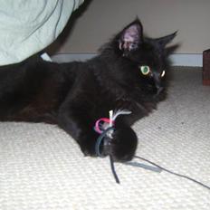 Maine Coon »Fillipa