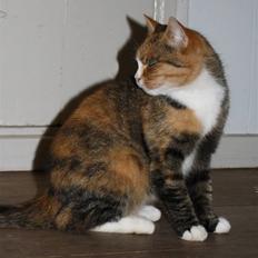 Huskat O's Grisling <3 