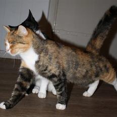 Huskat O's Grisling <3 