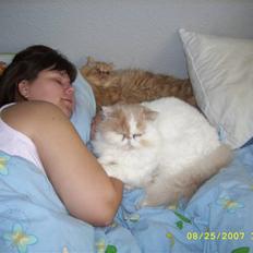 Perser Skatmans Salaso