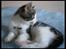 Huskat Moby - Ah en stille stund i sengen