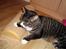 Huskat Jerry *RIP* <3 