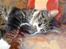 Huskat Jerry *RIP* <3  - Snork