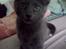 Huskat Baby R.I.P