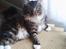 Maine Coon Nemo