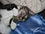 Blanding af racer Samson - Sover igen, men se tungen!!
