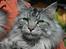 Maine Coon silver - august 08 