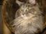 Maine Coon Dk Kousgård's *LYKKE*
