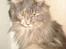 Maine Coon Dk Kousgård's *LYKKE*