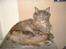 Maine Coon Dk Kousgård's *LYKKE* - Smukke Lykke
