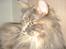 Maine Coon Dk Kousgård's *LYKKE*